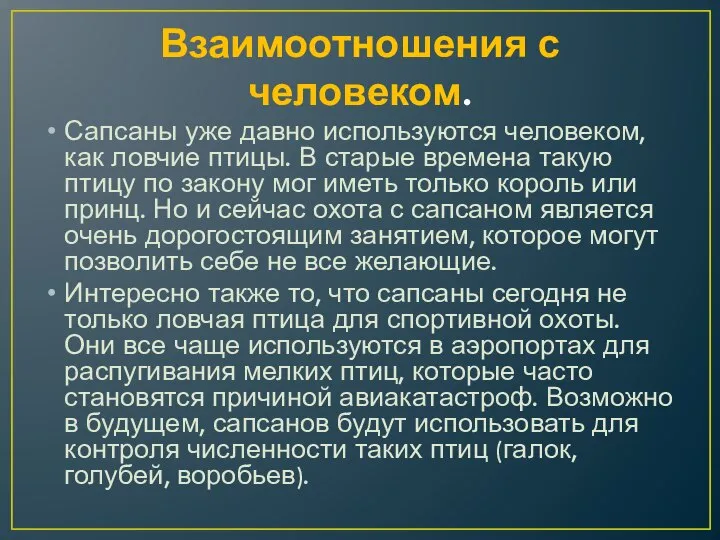 Взаимоотношения с человеком. Сапсаны уже давно используются человеком, как ловчие птицы. В