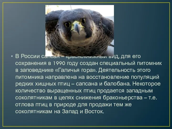 В России сапсан – краснокнижный вид, для его сохранения в 1990 году
