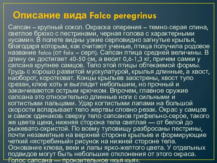 Описание вида Falco peregrinus Сапсан – крупный сокол. Окраска оперения – темно-серая