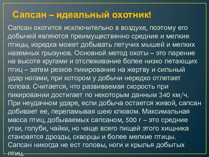 Сапсан – идеальный охотник! Сапсан охотится исключительно в воздухе, поэтому его добычей