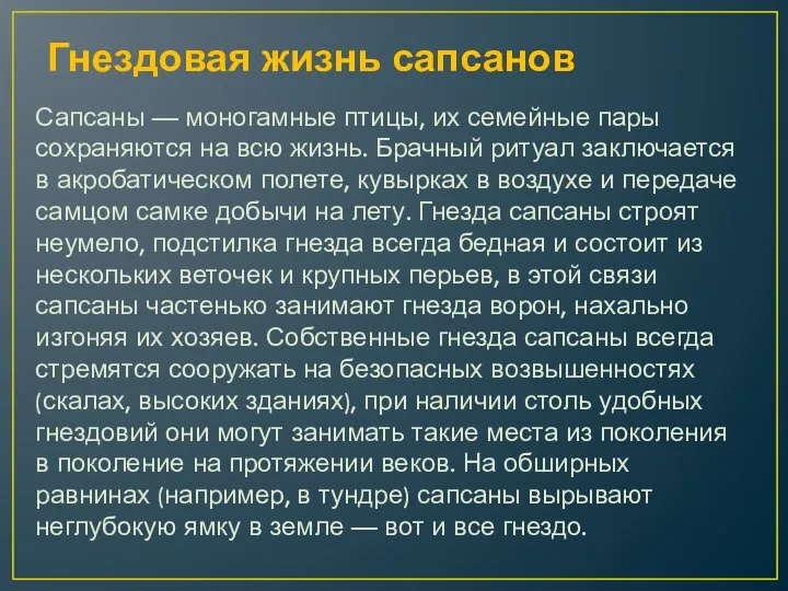 Гнездовая жизнь сапсанов Сапсаны — моногамные птицы, их семейные пары сохраняются на