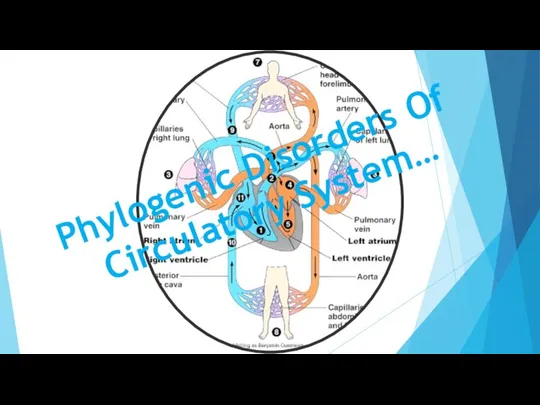 Phylogenic Disorders Of Circulatory System…