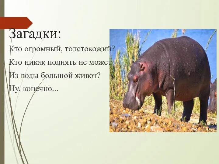 Загадки: Кто огромный, толстокожий? Кто никак поднять не может Из воды большой живот? Ну, конечно...