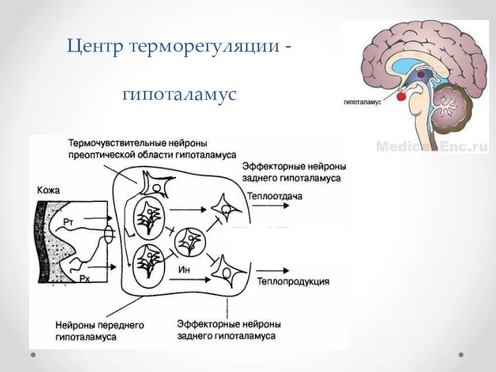 Центр терморегуляции - гипоталамус