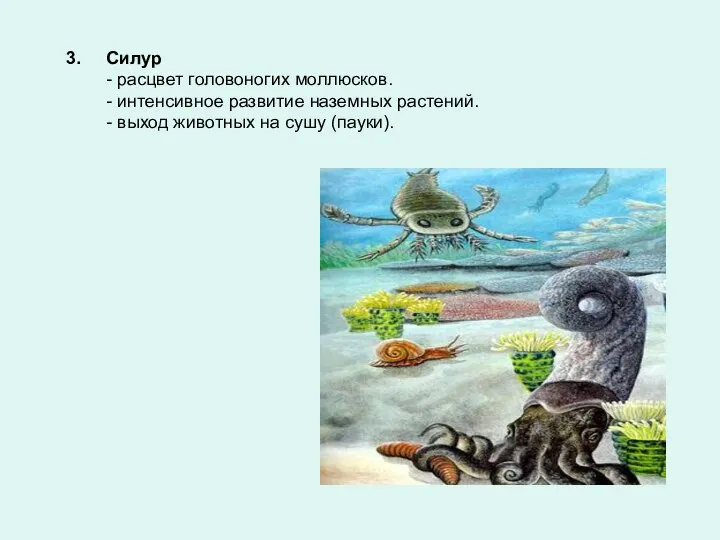 3. Силур - расцвет головоногих моллюсков. - интенсивное развитие наземных растений. -