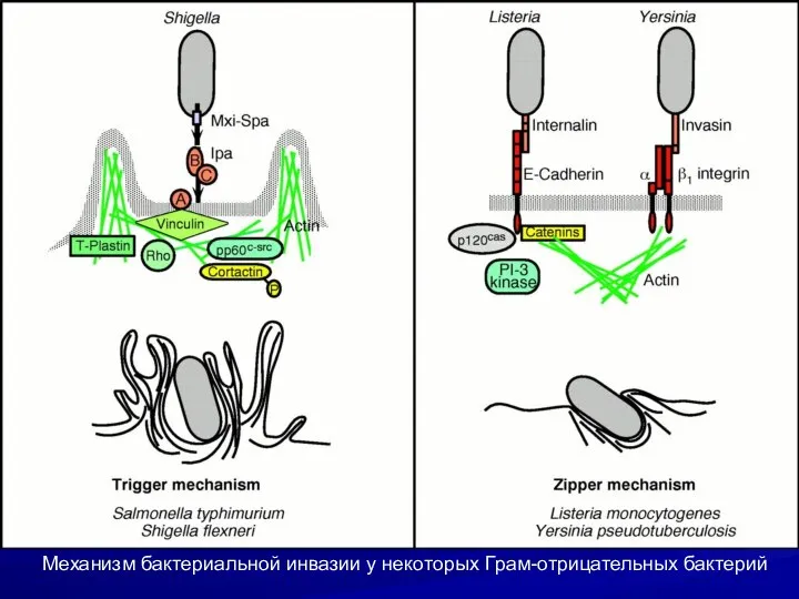 Механизм бактериальной инвазии у некоторых Грам-отрицательных бактерий