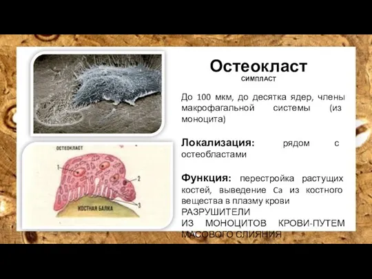 Остеокласт СИМПЛАСТ До 100 мкм, до десятка ядер, члены макрофагальной системы (из