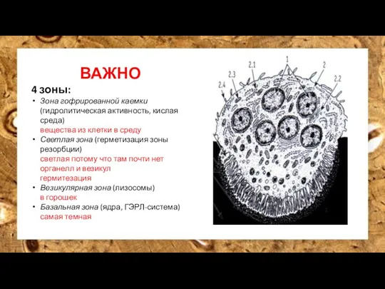 ВАЖНО 4 зоны: Зона гофрированной каемки (гидролитическая активность, кислая среда) вещества из