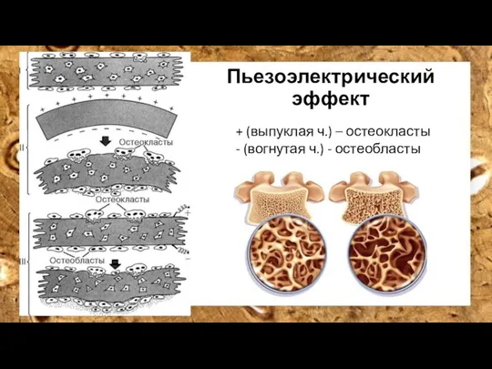 Пьезоэлектрический эффект + (выпуклая ч.) – остеокласты - (вогнутая ч.) - остеобласты