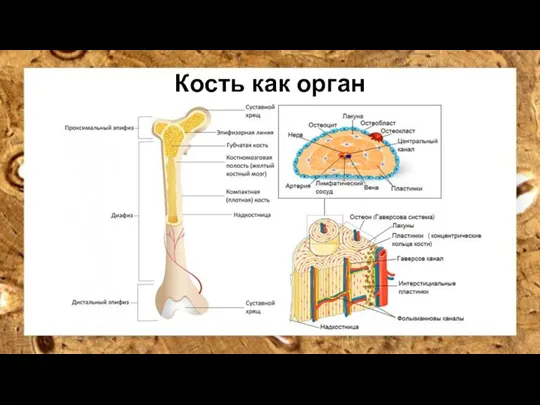 Кость как орган