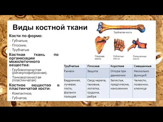 Виды костной ткани Кости по форме: Губчатые; Плоские; Трубчатые Костная ткань по