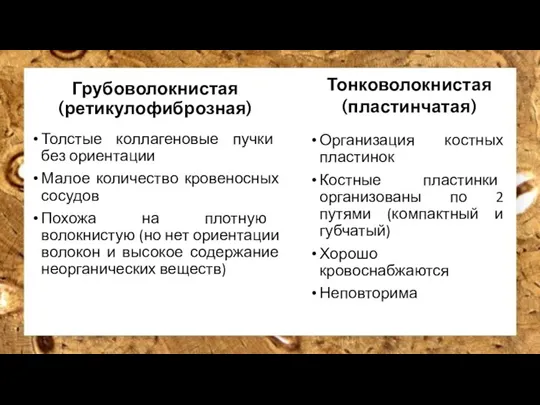 Грубоволокнистая (ретикулофиброзная) Толстые коллагеновые пучки без ориентации Малое количество кровеносных сосудов Похожа