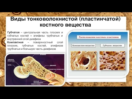 Виды тонковолокнистой (пластинчатой) костного вещества Губчатое – центральная часть плоских и губчатых