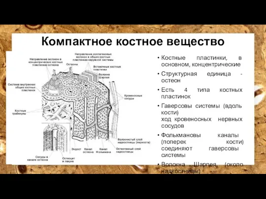 Компактное костное вещество Костные пластинки, в основном, концентрические Структурная единица - остеон