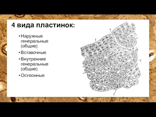 4 вида пластинок: Наружные генеральные (общие) Вставочные Внутренние генеральные (общие) Остеонные