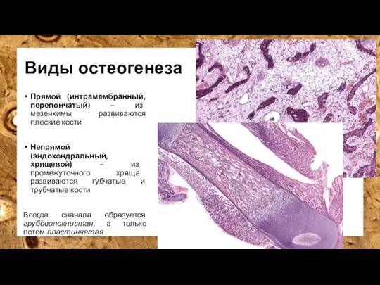 Виды остеогенеза Прямой (интрамембранный, перепончатый) – из мезенхимы развиваются плоские кости Непрямой
