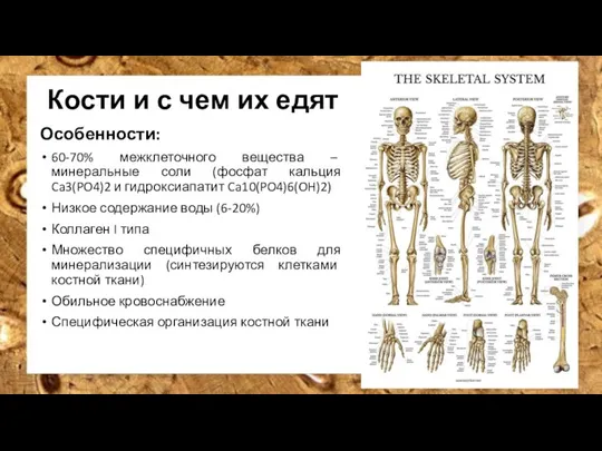 Кости и с чем их едят Особенности: 60-70% межклеточного вещества – минеральные