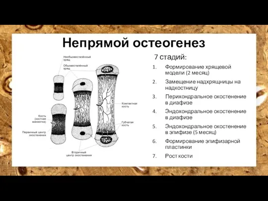 Непрямой остеогенез 7 стадий: Формирование хрящевой модели (2 месяц) Замещение надхрящницы на