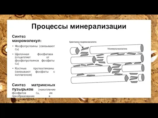 Процессы минерализации Синтез макромолекул: Фосфопротеины (связывают Ca) Щелочная фосфатаза (отщепляет от фосфопротеинов