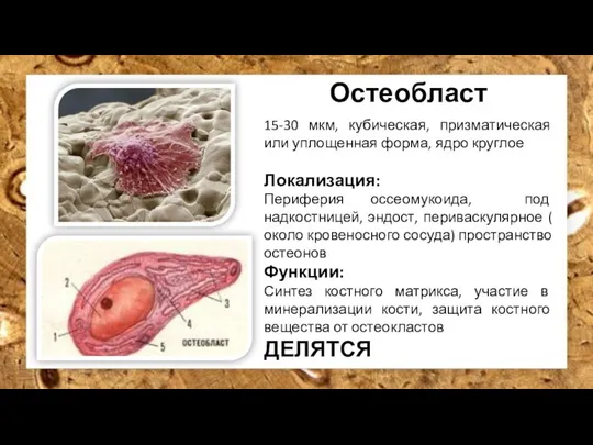 Остеобласт 15-30 мкм, кубическая, призматическая или уплощенная форма, ядро круглое Локализация: Периферия