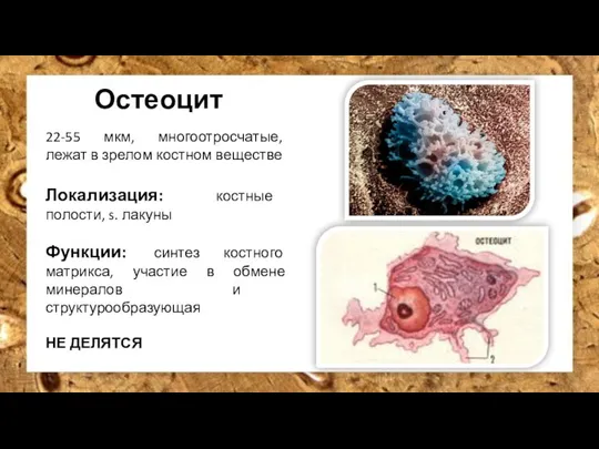 Остеоцит 22-55 мкм, многоотросчатые, лежат в зрелом костном веществе Локализация: костные полости,