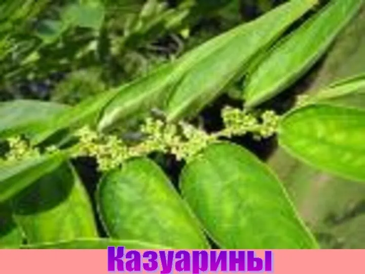 Казуарины