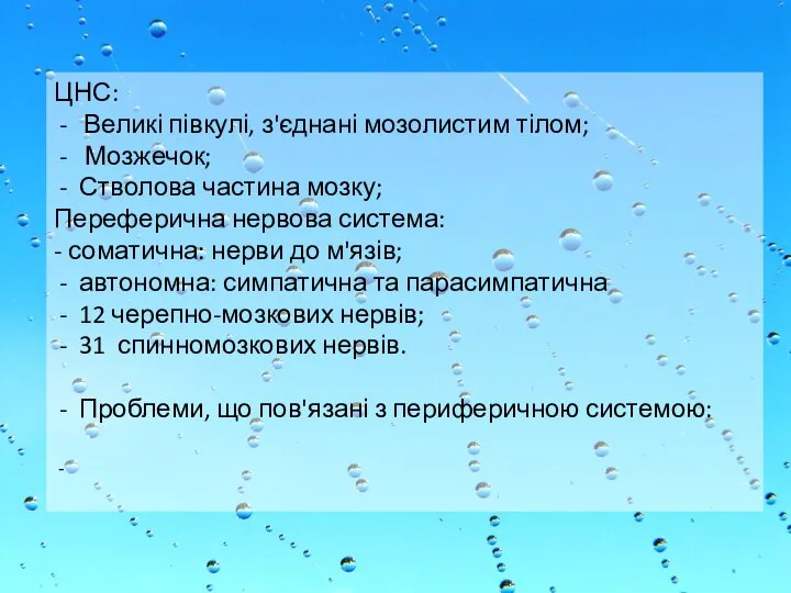 ЦНС: Великі півкулі, з'єднані мозолистим тілом; Мозжечок; Стволова частина мозку; Переферична нервова