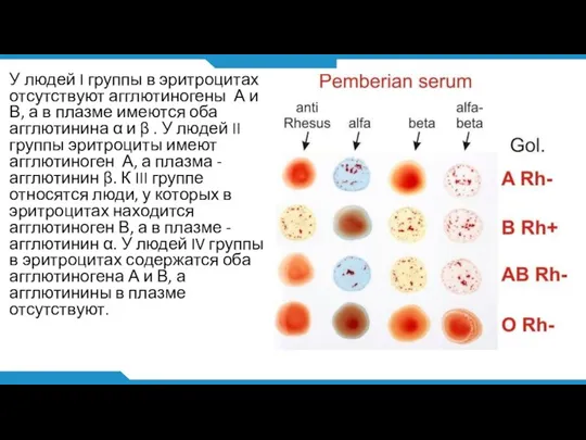 У людей I группы в эритроцитах отсутствуют агглютиногены А и В, а