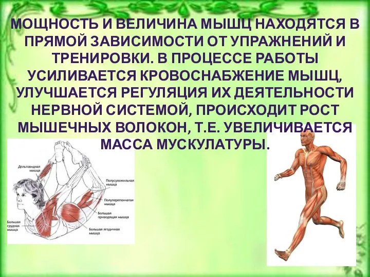 МОЩНОСТЬ И ВЕЛИЧИНА МЫШЦ НАХОДЯТСЯ В ПРЯМОЙ ЗАВИСИМОСТИ ОТ УПРАЖНЕНИЙ И ТРЕНИРОВКИ.