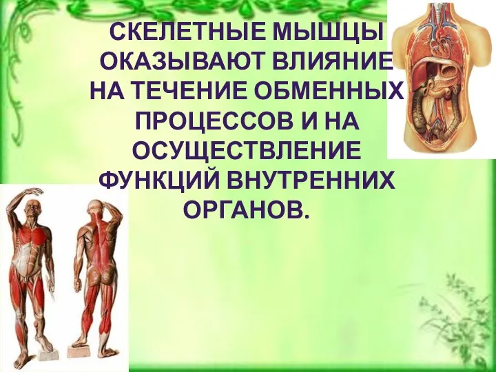 СКЕЛЕТНЫЕ МЫШЦЫ ОКАЗЫВАЮТ ВЛИЯНИЕ НА ТЕЧЕНИЕ ОБМЕННЫХ ПРОЦЕССОВ И НА ОСУЩЕСТВЛЕНИЕ ФУНКЦИЙ ВНУТРЕННИХ ОРГАНОВ.