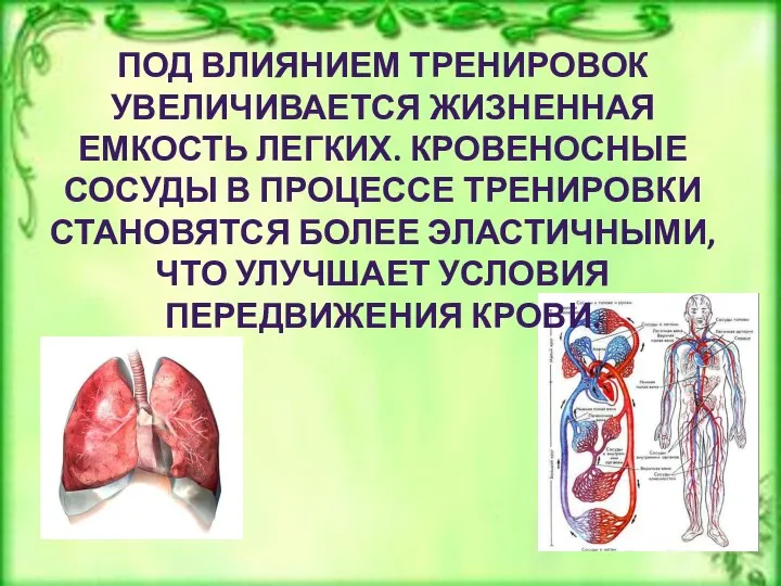 ПОД ВЛИЯНИЕМ ТРЕНИРОВОК УВЕЛИЧИВАЕТСЯ ЖИЗНЕННАЯ ЕМКОСТЬ ЛЕГКИХ. КРОВЕНОСНЫЕ СОСУДЫ В ПРОЦЕССЕ ТРЕНИРОВКИ