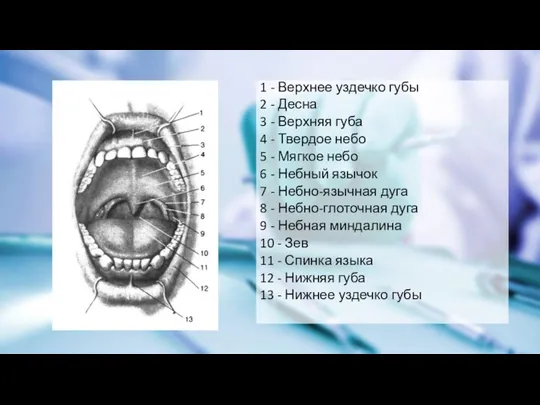 1 - Верхнее уздечко губы 2 - Десна 3 - Верхняя губа