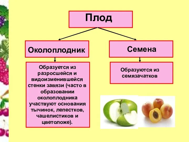 Плод Околоплодник Семена Образуется из разросшейся и видоизменившейся стенки завязи (часто в