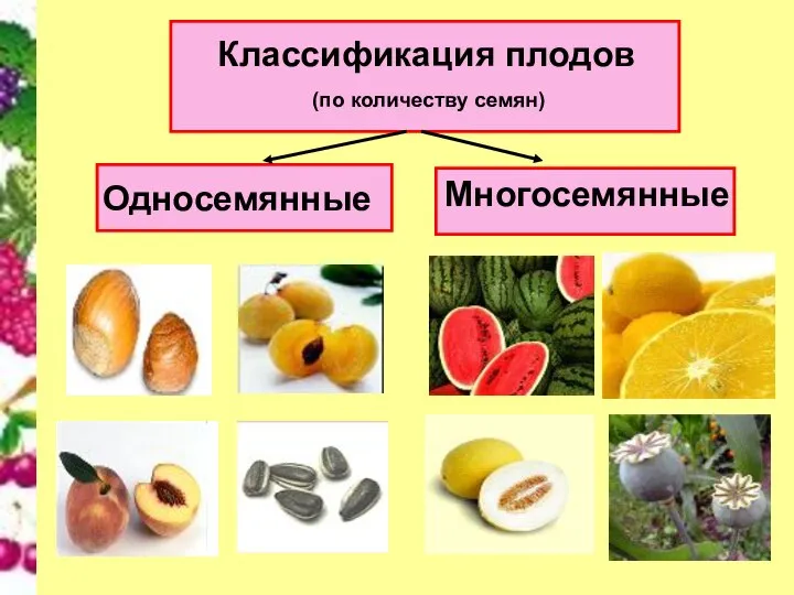 Классификация плодов (по количеству семян) Односемянные Многосемянные