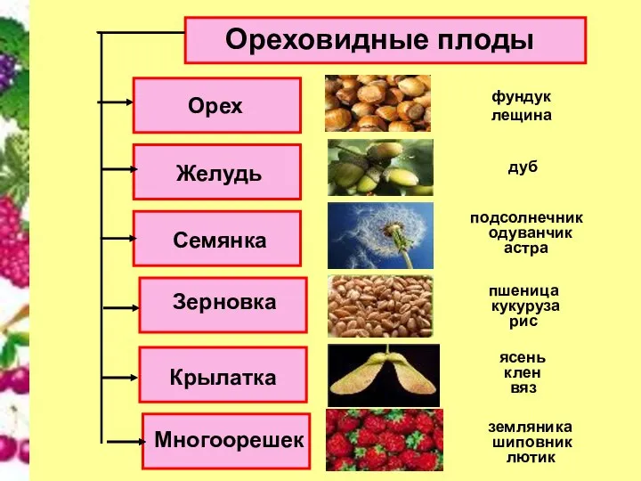 Ореховидные плоды Орех Семянка Желудь Зерновка Крылатка Многоорешек вяз ясень лютик шиповник