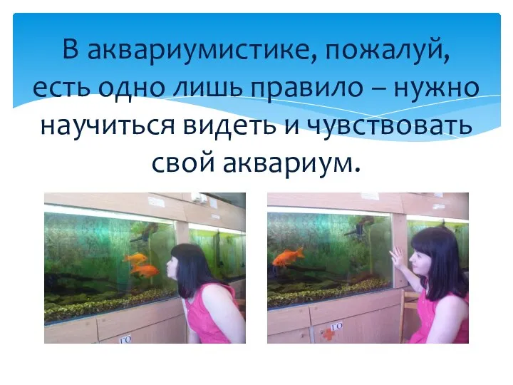 В аквариумистике, пожалуй, есть одно лишь правило – нужно научиться видеть и чувствовать свой аквариум.