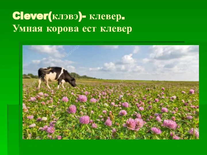 Clever(клэвэ)- клевер. Умная корова ест клевер