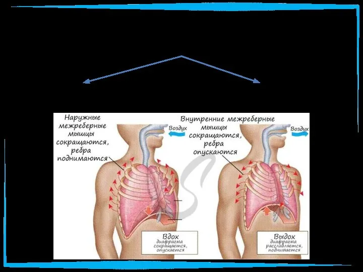 Дыхательные движения вдох выдох