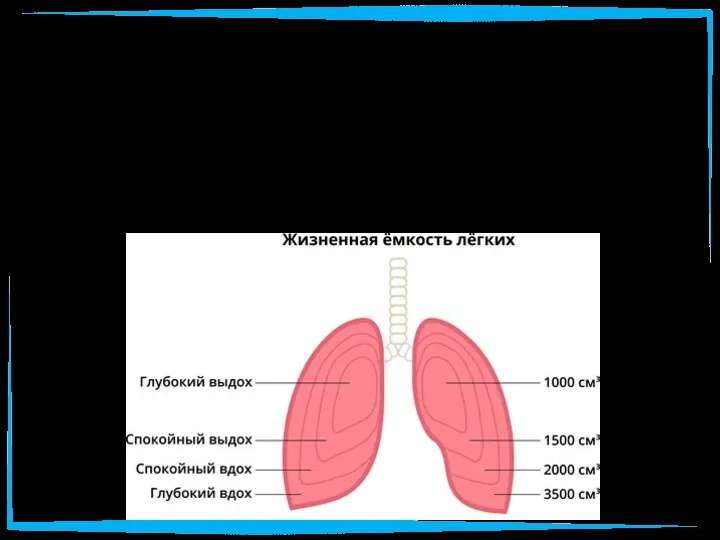 Жизненная ёмкость легких - ЖЕЛ - максимальное количество воздуха, которое человек может