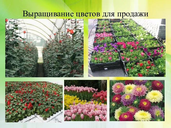 Выращивание цветов для продажи