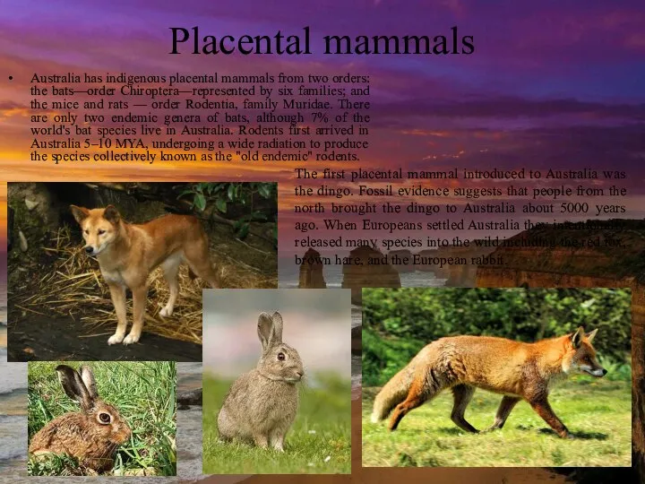 Placental mammals Australia has indigenous placental mammals from two orders: the bats—order