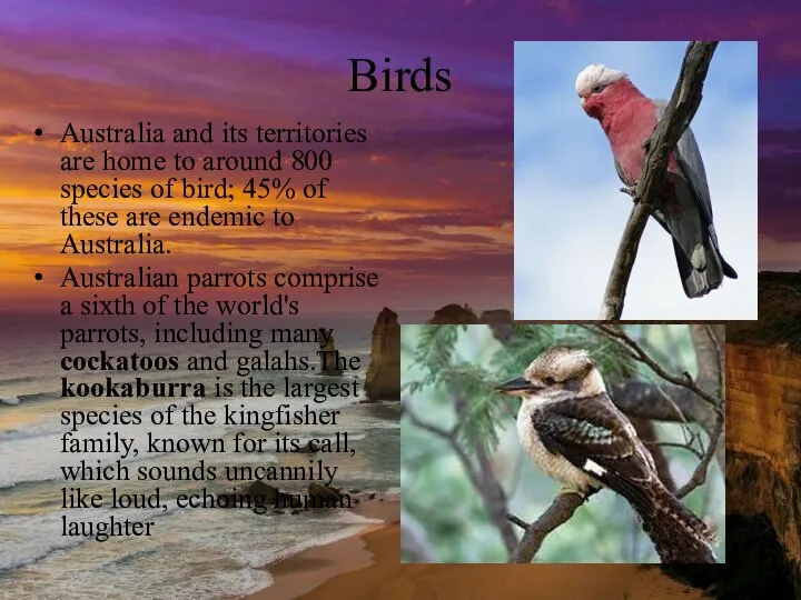 Birds Australia and its territories are home to around 800 species of