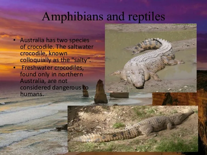 Amphibians and reptiles Australia has two species of crocodile. The saltwater crocodile,