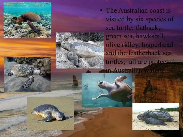 The Australian coast is visited by six species of sea turtle: flatback,