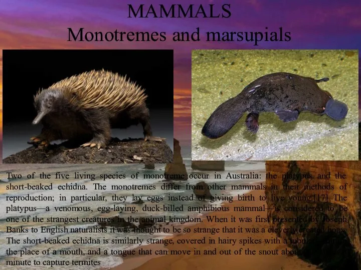 MAMMALS Monotremes and marsupials Two of the five living species of monotreme