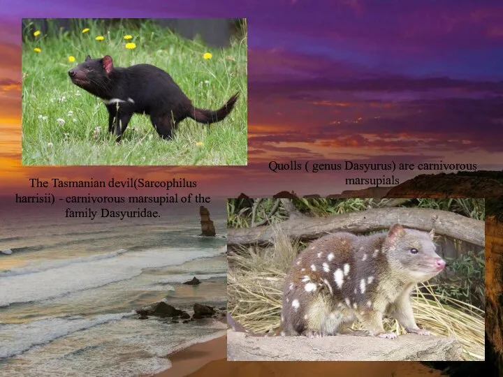 The Tasmanian devil(Sarcophilus harrisii) - carnivorous marsupial of the family Dasyuridae. Quolls