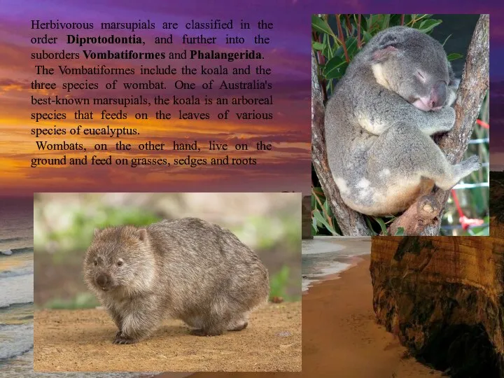Herbivorous marsupials are classified in the order Diprotodontia, and further into the