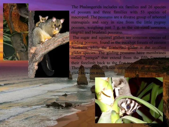 The Phalangerida includes six families and 26 species of possum and three