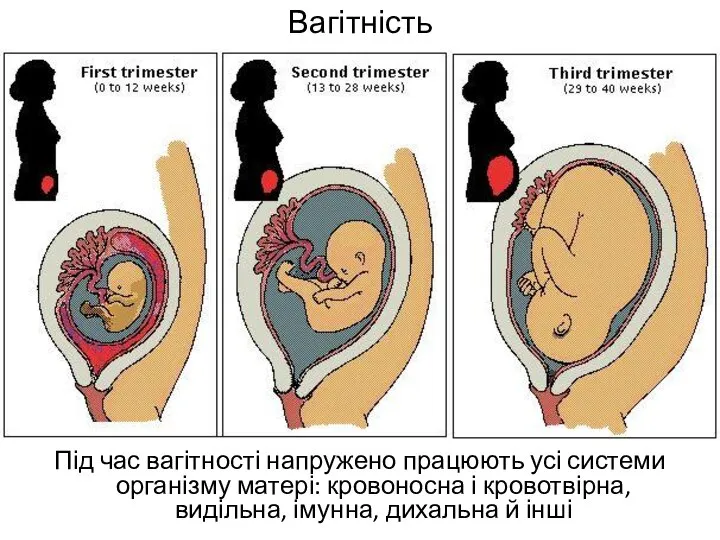 Вагітність Під час вагітності напружено працюють усі системи організму матері: кровоносна і