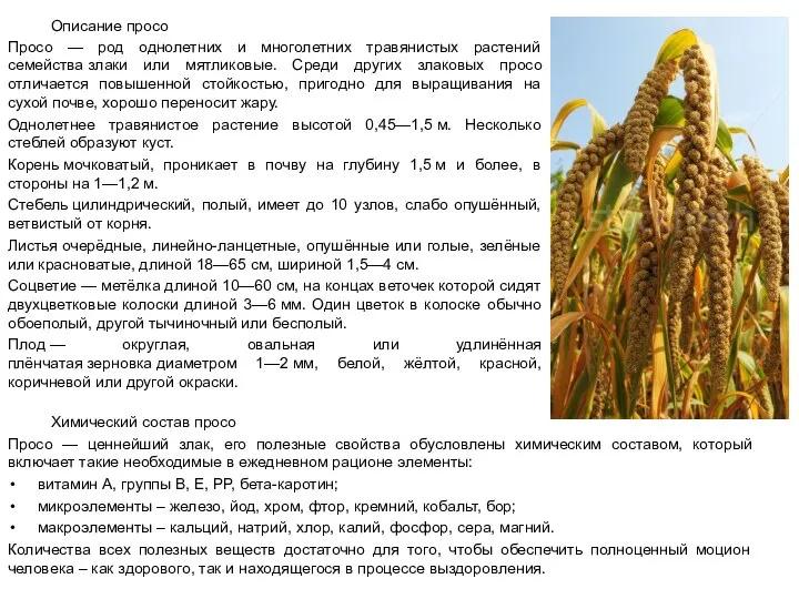 Описание просо Просо — род однолетних и многолетних травянистых растений семейства злаки